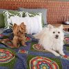 Two dogs rest peacefully on a bed covered with a vibrant crocheted blanket titled At the Rainbow Bridge, featuring circular floral motifs in red, green, and blue. The smaller dog has long brown fur, while the larger one is fluffy and white. The bed is adorned with leafy and textured pillows, and a woven wooden headboard adds warmth to the scene.